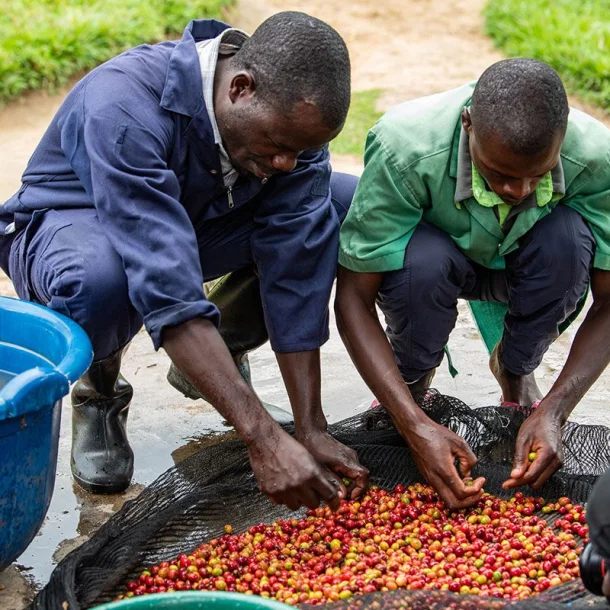 LIMITATA, Kaffee, Ruanda