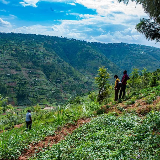 LIMITATA, Kaffee, Ruanda